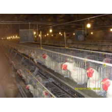 Automatic a Type Layer Chicken House with Cages and Equipments